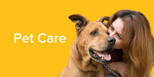 What is a veterinary surgery? How Is Heartworm Disease Treated Emancipet