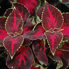 Image result for Coleus buchananii