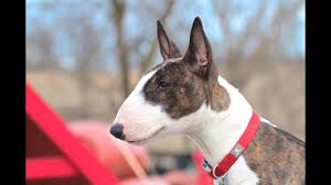 Miniature bull terriers grow to about 14 inches at the shoulder. Bull Terrier Puppy Training Session Using Very Simple Equipment Youtube