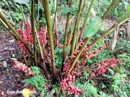 Image result for Renealmia