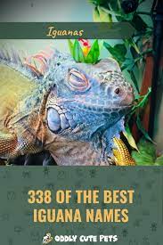 Best Iguana Names Cute Animals Iguana Your Pet