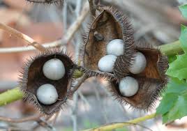 Image result for Guilandina bonduc