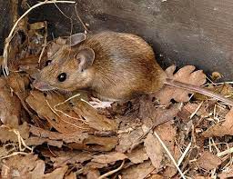 Yellow Necked Field Mouse Life Expectancy