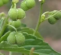 Image result for Micrococca mercurialis