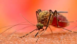 Dengue cases continue to rise, 15 new patients admitted