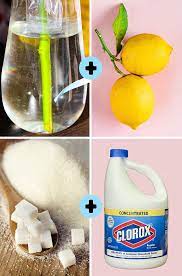 Check spelling or type a new query. 7 Pro Tips On How To Make Flowers Last Longer