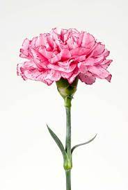 Pin On Pink Aesthetic Wallpaper
