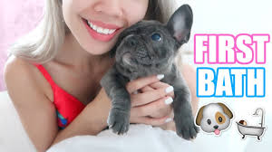 We had such an amazing experience and are. 10 Week Old Puppy S First Bath She Falls Asleep Youtube