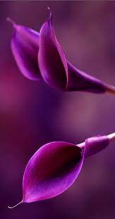 Purple Perfection Luvtolook Virtual Styling Purple Calla Lilies Purple Flowers Purple Color