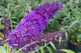 This plant is an invasive species in north carolina. Buddleia Seedless Butterfly Bush At Portland Nursery And Garden Center