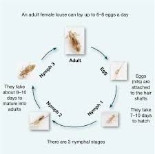 Pediculicide users often report reinfestations after apparently successful treatments in the absence of infective contacts. Looking At The Life Cycle And Treatment Of Head Lice British Journal Of School Nursing