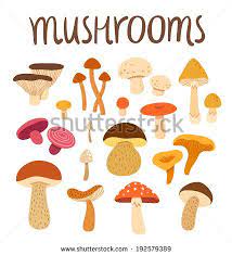 Different Types Of Mushrooms Set Vector Illustration Stuffed Mushrooms Vector Illustration Mushroom Art