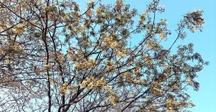 Image result for Albizia antunesiana