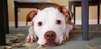We did not find results for: Stress Free Tips For Moving With Pets Long Distance Cort