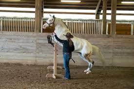 Chú ngựa mù 22 tuổi đã phá vỡ ba kỷ lục Guinness thế giới, nổi bật là thành  tích nhảy tự do cao nhất