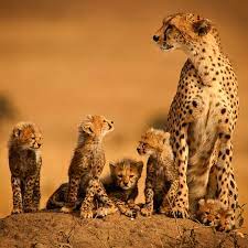 Cheetah Family Cheetah Family Baby Cheetahs Animals