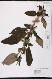 Image result for Barleria superata