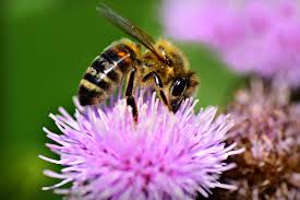This is a huge attractant for honey bees as it concentrates an abundant food source for the bees within a limited space. What Specific Plant Qualities Attract San Antonio Pollinators