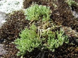 Image result for Selaginella kalbreyeri