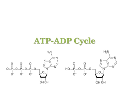 Atp is the most abundant nucleotide in the cell and the primary cellular energy currency in all life forms. Ppt Atp Adp Cycle Powerpoint Presentation Free Download Id 3352323