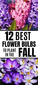 12 Best Bulbs To Plant In Fall For Spring Flowers Spring Garden Flowers Garden Flower Beds Bulb Flowers