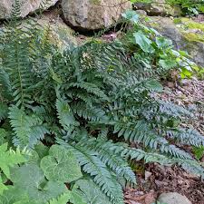 Image result for Polystichum