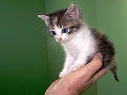 The Best Age For Taming Feral Kittens