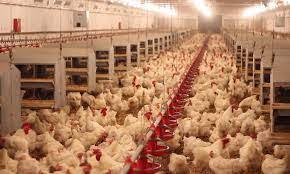 Considering that the average lifespan of a chicken while typically chickens live regarding 8 years, the question of how long do chickens live relies on a lot of variables, consisting of breed, lifestyle. How Long Do Chickens Live By Shazpazda On Deviantart