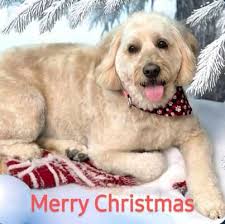 Whit's Waggin Tails Grooming