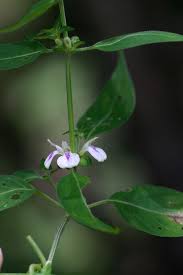 Image result for Justicia striata