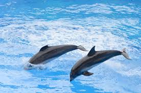 It's actually very easy if you've seen every movie (but you probably haven't). 13 Incredible Facts You Need To Know About The Environment Dolphins Animals Beautiful Environment Facts