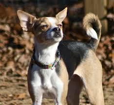 Black And Brown Rat Terrier Chihuahua Mix Ladybug Chihuahua Rat Terrier Mix She Looks Just Like My Max Identical Rat Terrier Dogs Chihuahua Terrier Rat Terrier Mix