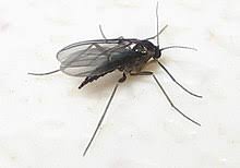 How To Identify Gnats Types And Species How To Get Rid Of