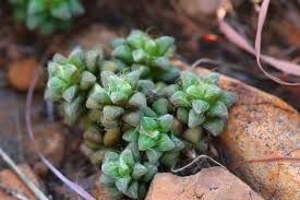 Image result for Anacampseros subnuda