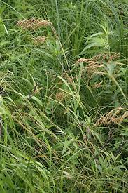 Buy 10 for $6.65 each. Bromus Ciliatus Fringed Brome Prairie Moon Nursery
