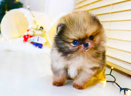 Photo courtesy of pommania pomeranians. The Teacup Pomeranian Puppies For Sale 250 Or Adoption