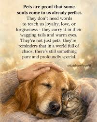 Pets remind us that love doesn't need words. They teach loyalty without lessons, forgiveness without conditions, and companionship without expectations. In a world that often feels rushed and complicated, their simple presence