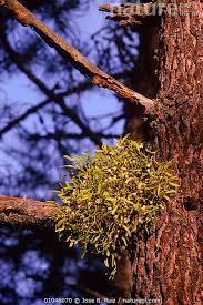 Image result for Viscum