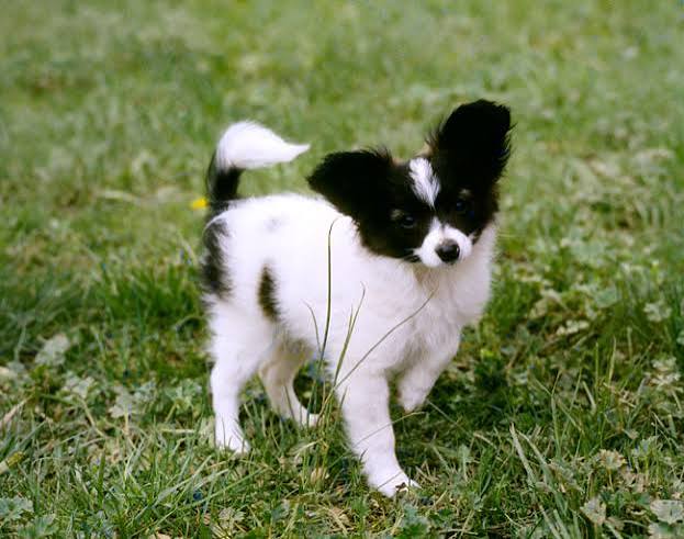 Papillon Dog Breed Information - Vetstreet | Vetstreet