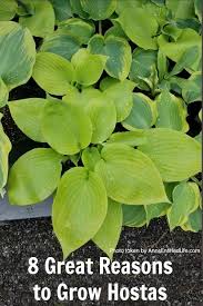 Hosta - Uf/Ifas Extension Leon County