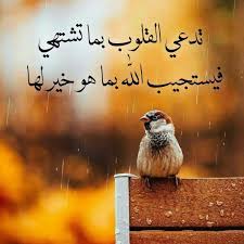 Pin By عبق الورد On أقول حكم ونصائح Animals Art Painting