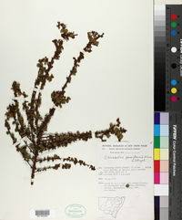 Image result for Pittosporum mildbraedii