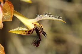 Image result for Bulbophyllum schinzianum