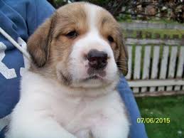 Breeders of merit are denoted by level in ascending order of: Swissneese Puppy Greater Swiss Mountain Dog Great Pyrenees Mix For Sale In Beaver River New York Classified Americanlisted Com