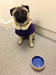 She will keep silent if she doesn't do her homework. My Dog Always Seems To Be Hungry Does He Need A Different Food Or Is There Anything You Can Suggest To Help Him The Inside Scoop