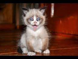 Cat Compilation Top 2013 Funny Moments With Cats Crazy Cats Cats And Kittens Cats
