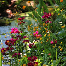 Petra Pelz On Instagram Am Gewasserrand Mit Hahnenfuss Und Etagenprimeln Ranunculusacris Primulajaponica Wasserra Garden Inspiration Plants Garden