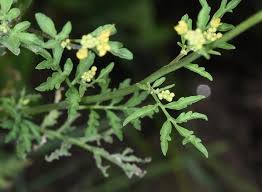 Image result for Rorippa