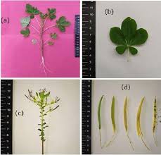 Image result for Cleome iberidella