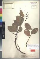 Image result for Turraea nilotica
